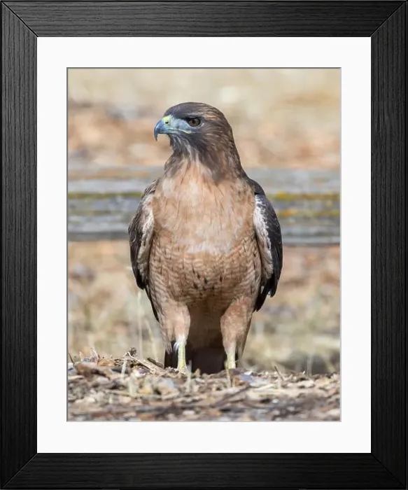Framed Print : Red-tailed Hawk foraging on the grounds. Arastradero Preserve, Santa Clara County, California, USA Framed Print : Red-tailed Hawk foraging on the grounds. Arastradero Preserve, Santa Clara County, California, USA