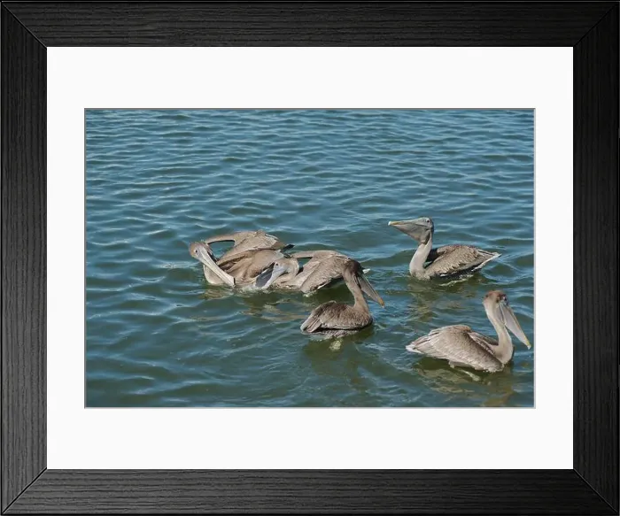 Framed Print : Feeding Frenzy of Multiple Florida Pelicans near a fish cleaning station getting into position to grab fish parts being Framed Print : Feeding Frenzy of Multiple Florida Pelicans near a fish cleaning station getting into position to grab fish parts being