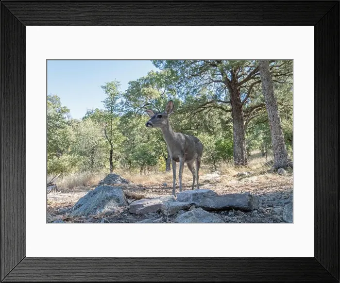 Framed Print : Coues White-tailed Deer (Odocoileus virginianus couesi) Framed Print : Coues White-tailed Deer (Odocoileus virginianus couesi)