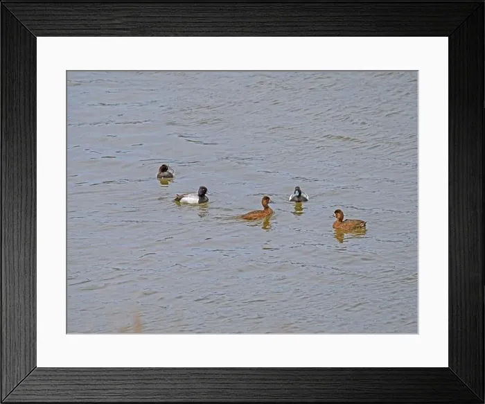 Framed Print : A Group of Greater Scaup in the Yellowstone River in Spring in the Hayden Valley in Yellowstone National Park