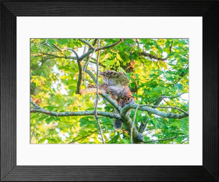Framed Print : A Barred Owl (Strix varia) feeds her owlet a fish. Chesapeake and Ohio Canal National Historical Park. Maryland. USA Framed Print : A Barred Owl (Strix varia) feeds her owlet a fish. Chesapeake and Ohio Canal National Historical Park. Maryland. USA