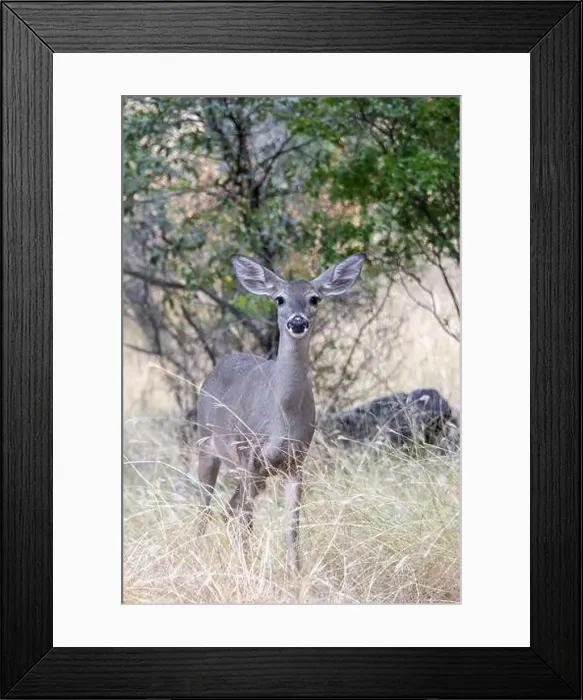 Framed Print : Coues White-tailed Deer (Odocoileus virginianus couesi) Framed Print : Coues White-tailed Deer (Odocoileus virginianus couesi)