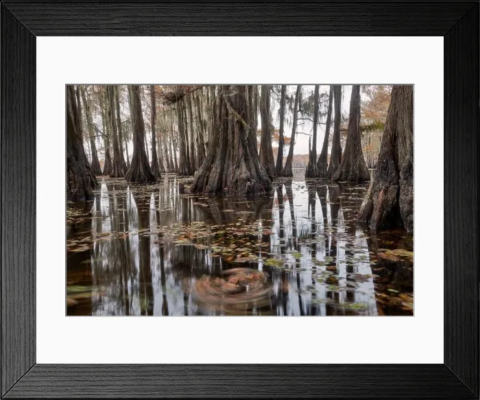 Framed Print : Cypress trees and fall color on Caddo Lake Framed Print : Cypress trees and fall color on Caddo Lake