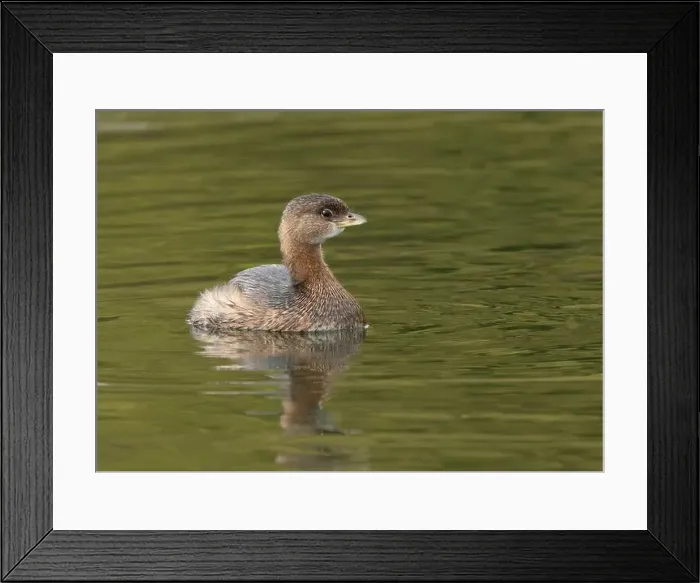 Framed Print : Pied-billed Grebe (Podilymbus podiceps) in basic plumage at the American River, Sacramento County California Framed Print : Pied-billed Grebe (Podilymbus podiceps) in basic plumage at the American River, Sacramento County California