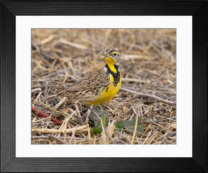Framed Print : Western Meadowlark (Sturnella neglecta) Glenn County California Framed Print : Western Meadowlark (Sturnella neglecta) Glenn County California