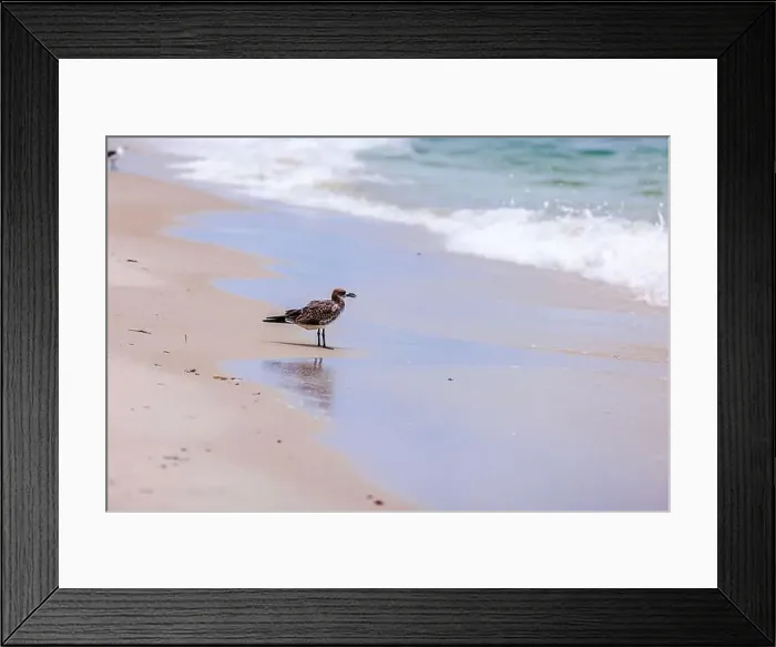 Framed Print : Seagull standing on sandy shore of Miami Beach, against Atlantic Ocean waves rolling in calm coastal scene background Framed Print : Seagull standing on sandy shore of Miami Beach, against Atlantic Ocean waves rolling in calm coastal scene background