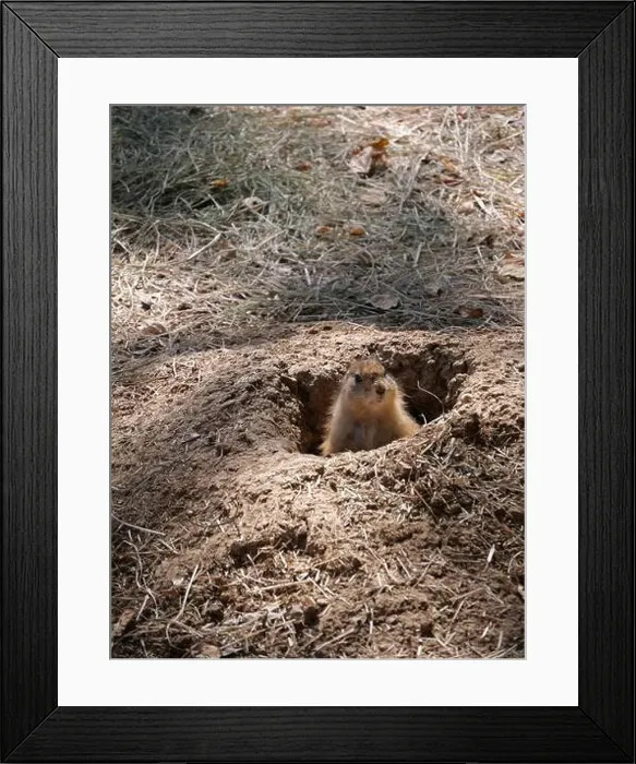 Framed Print : Curious North American Prairie Dog Popping Up from its Hole Framed Print : Curious North American Prairie Dog Popping Up from its Hole