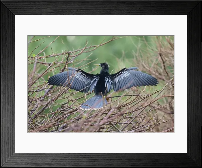 Framed Print : American Darter (Anhinga anhinga) Framed Print : American Darter (Anhinga anhinga)
