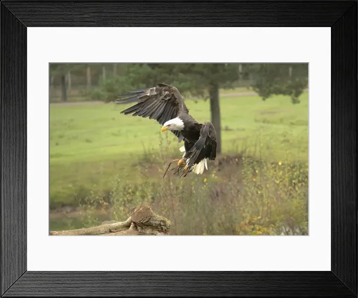 Framed Print : Majestic American Bald Eagle Portrait in the Wild Framed Print : Majestic American Bald Eagle Portrait in the Wild