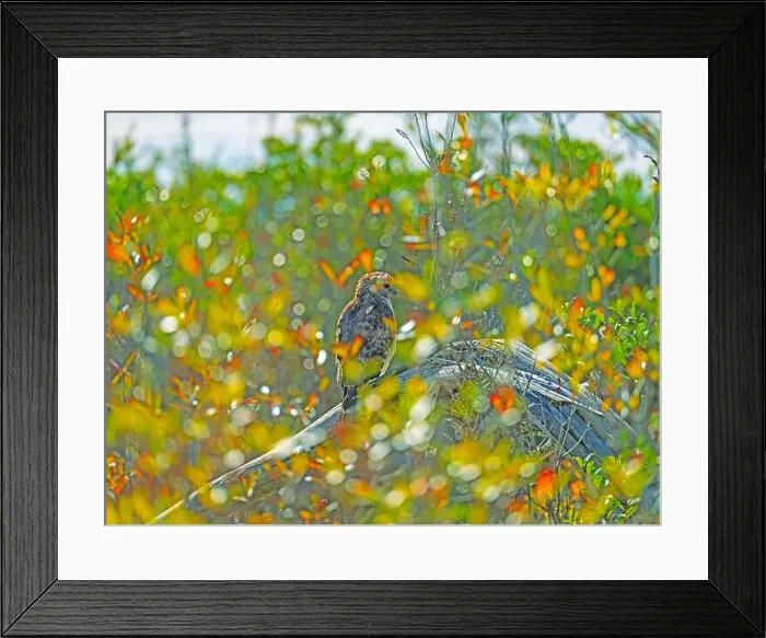 Framed Print : Red Shouldered Hawk Hiding in the Brush in the Okefenokee National Wildlife Refuge in Georgia Framed Print : Red Shouldered Hawk Hiding in the Brush in the Okefenokee National Wildlife Refuge in Georgia
