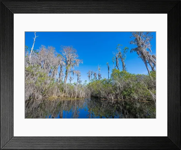 Framed Print : River Channel in a Cypress Swamp in the Okefenokee National Wildlife Refuge in Georgia Framed Print : River Channel in a Cypress Swamp in the Okefenokee National Wildlife Refuge in Georgia