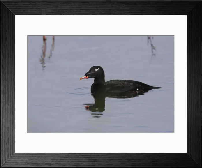 Framed Print : Adult male White-winged Scoter (Melanitta deglandi) on water Framed Print : Adult male White-winged Scoter (Melanitta deglandi) on water