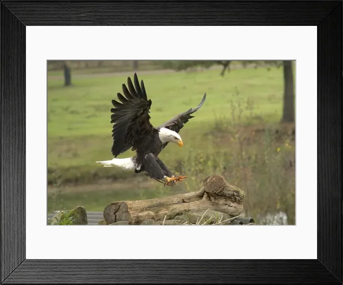 Framed Print : Majestic American Bald Eagle Portrait in the Wild Framed Print : Majestic American Bald Eagle Portrait in the Wild