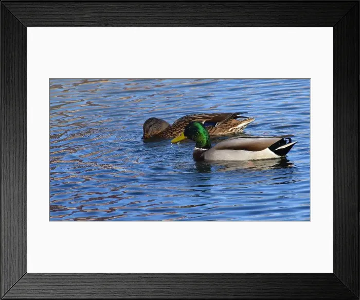 Framed Print : A pair of Mallard ducks feeding in a small pond in southwestern Wisconsin in late October Framed Print : A pair of Mallard ducks feeding in a small pond in southwestern Wisconsin in late October