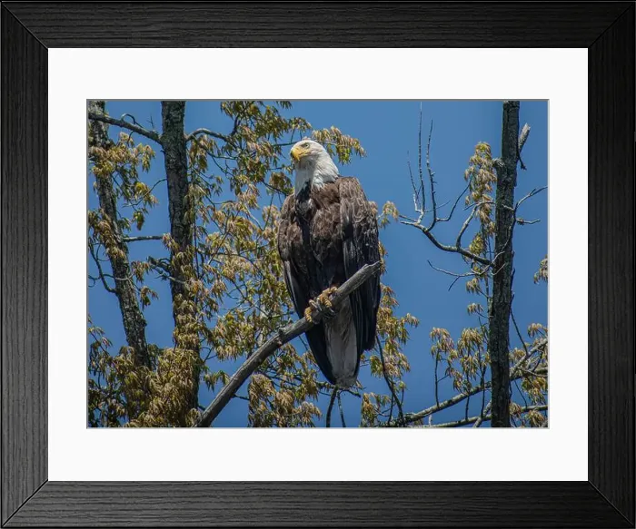 Framed Print : bald eagle perched on a branch Framed Print : bald eagle perched on a branch