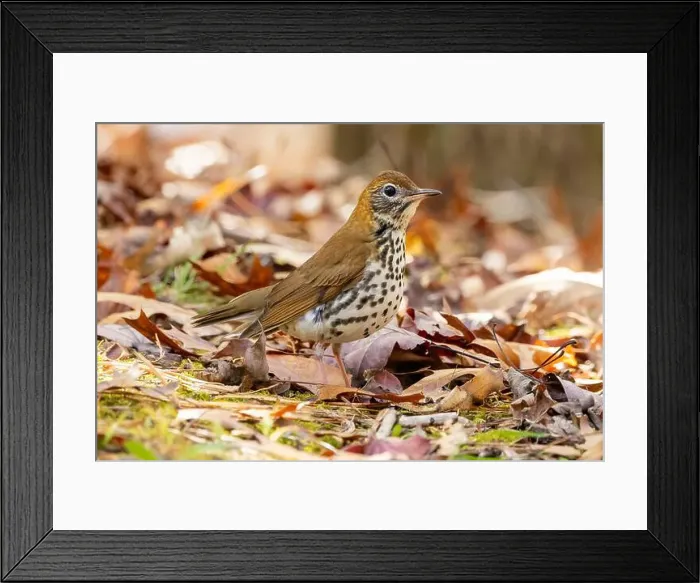 Framed Print : Wood thrush (Hylocichla mustelina) - Brevard, North Carolina, USA Framed Print : Wood thrush (Hylocichla mustelina) - Brevard, North Carolina, USA