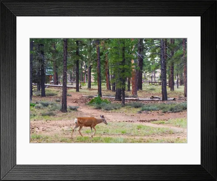 Framed Print : Mule deer walks in the park, Bryce Caniyon, Utah, USA Framed Print : Mule deer walks in the park, Bryce Caniyon, Utah, USA