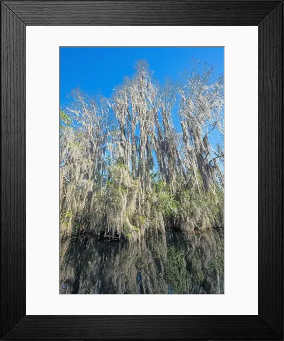 Framed Print : Cypress and Spanish Moss on a Wetland Shore in the Okefenokeee National Wildlife Refuge in Georgia Framed Print : Cypress and Spanish Moss on a Wetland Shore in the Okefenokeee National Wildlife Refuge in Georgia
