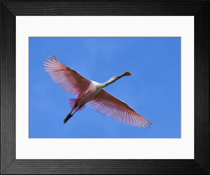 Framed Print : Roseate spoonbill (Ajaja ajaja) Framed Print : Roseate spoonbill (Ajaja ajaja)