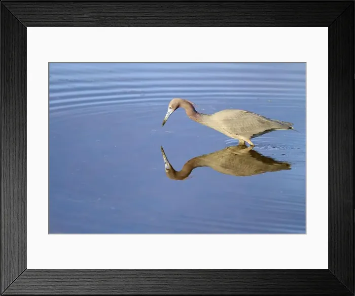 Framed Print : Great Blue Heron (Egretta caerulea) Framed Print : Great Blue Heron (Egretta caerulea)