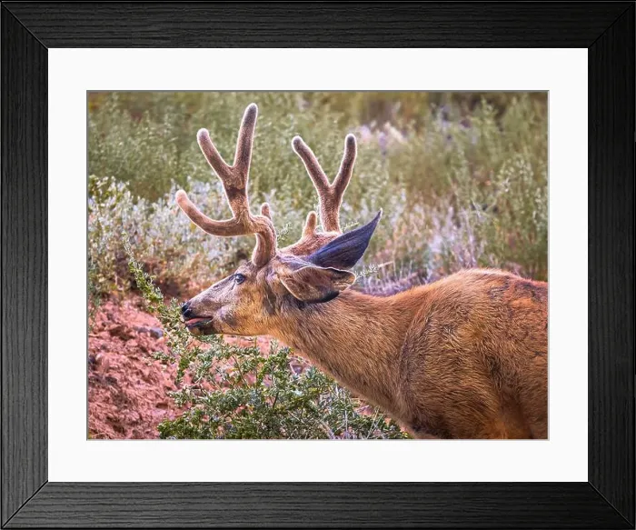 Framed Print : A close up of a Mule Deer grazing on some woody twigs Framed Print : A close up of a Mule Deer grazing on some woody twigs
