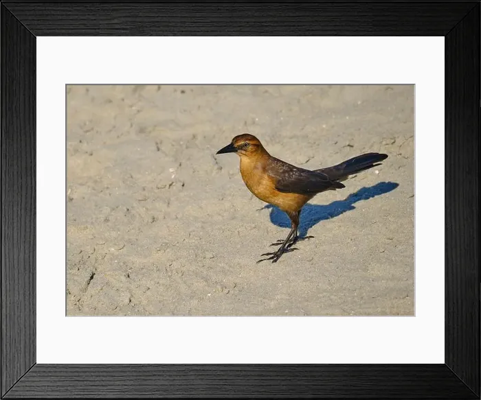 Framed Print : A female boat tailed grackle on the beach in Myrtle Beach South Carolina USA Framed Print : A female boat tailed grackle on the beach in Myrtle Beach South Carolina USA