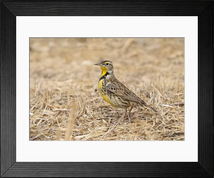 Framed Print : Western Meadowlark (Sturnella neglecta) Glenn County California Framed Print : Western Meadowlark (Sturnella neglecta) Glenn County California