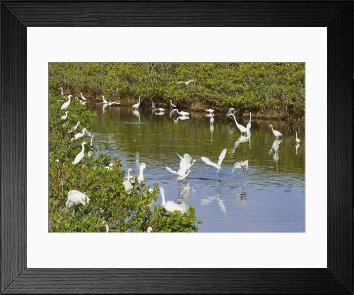Framed Print : Great Egret (Egretta alba), Great White Egret (Egretta thula) Framed Print : Great Egret (Egretta alba), Great White Egret (Egretta thula)