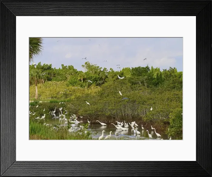 Framed Print : Great Egret (Egretta alba), Great White Egret (Egretta thula) Framed Print : Great Egret (Egretta alba), Great White Egret (Egretta thula)