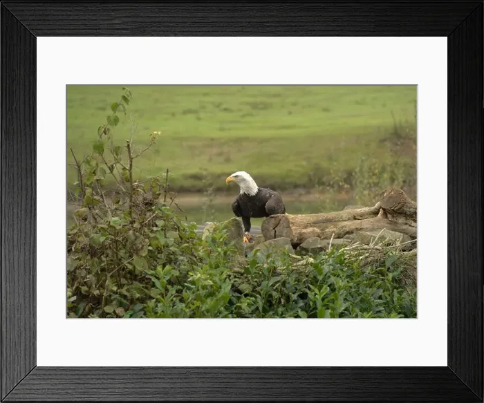 Framed Print : Majestic American Bald Eagle Portrait in the Wild Framed Print : Majestic American Bald Eagle Portrait in the Wild