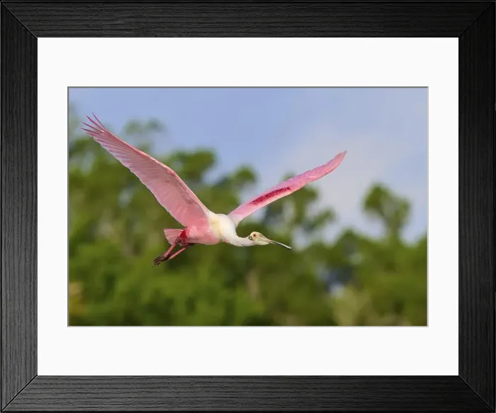 Framed Print : Roseate spoonbill (Ajaja ajaja) Framed Print : Roseate spoonbill (Ajaja ajaja)