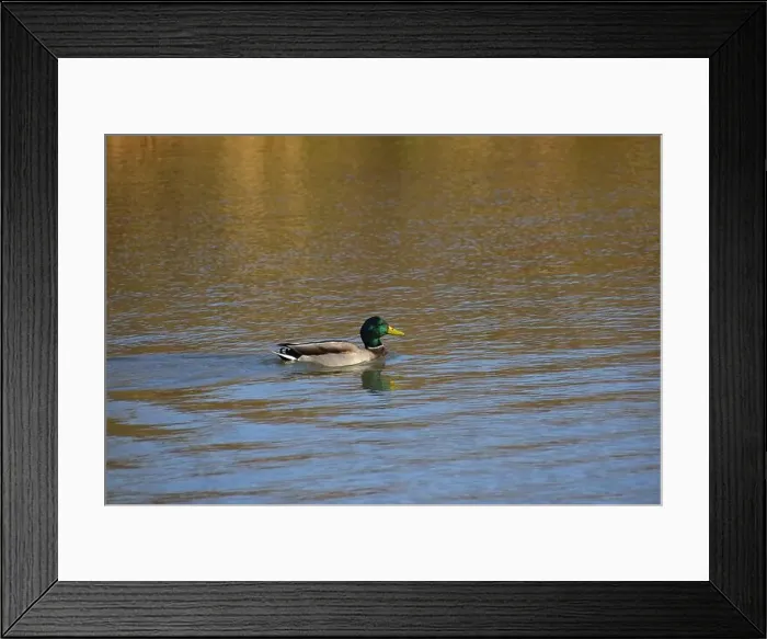 Framed Print : A pair of Mallard ducks feeding in a small pond in southwestern Wisconsin in late October Framed Print : A pair of Mallard ducks feeding in a small pond in southwestern Wisconsin in late October