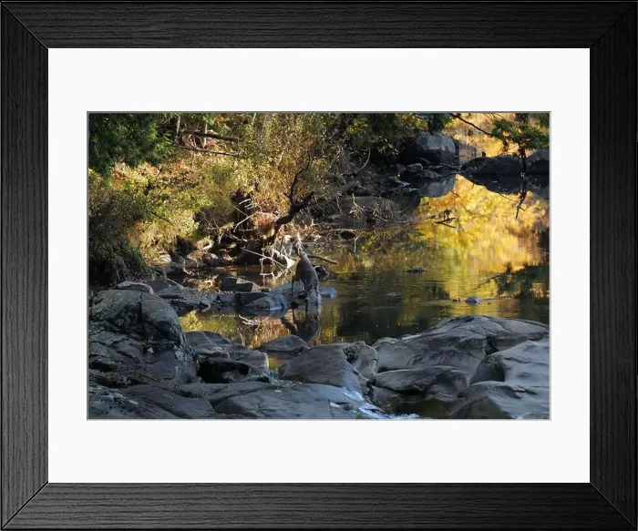 Framed Print : A deer drinking water from a brook in the Adirondacks near Keene Valley