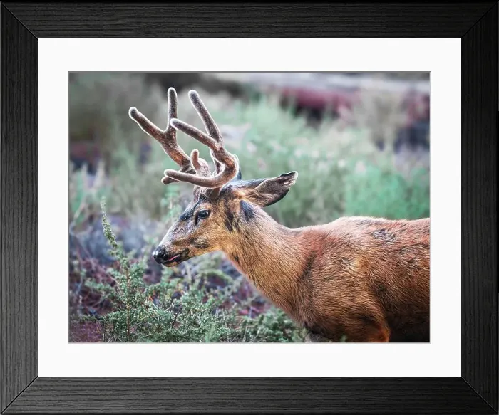 Framed Print : A close up of a Mule Deer about to chomp down on some woody twigs Framed Print : A close up of a Mule Deer about to chomp down on some woody twigs