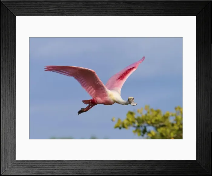 Framed Print : Roseate spoonbill (Ajaja ajaja) Framed Print : Roseate spoonbill (Ajaja ajaja)