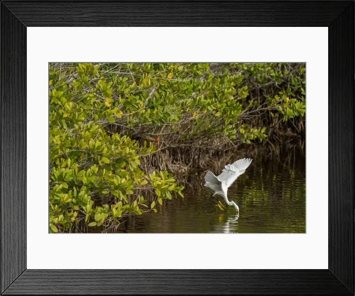 Framed Print : Great Egret, Merritt Island National Wildlife Refuge, Florida Framed Print : Great Egret, Merritt Island National Wildlife Refuge, Florida