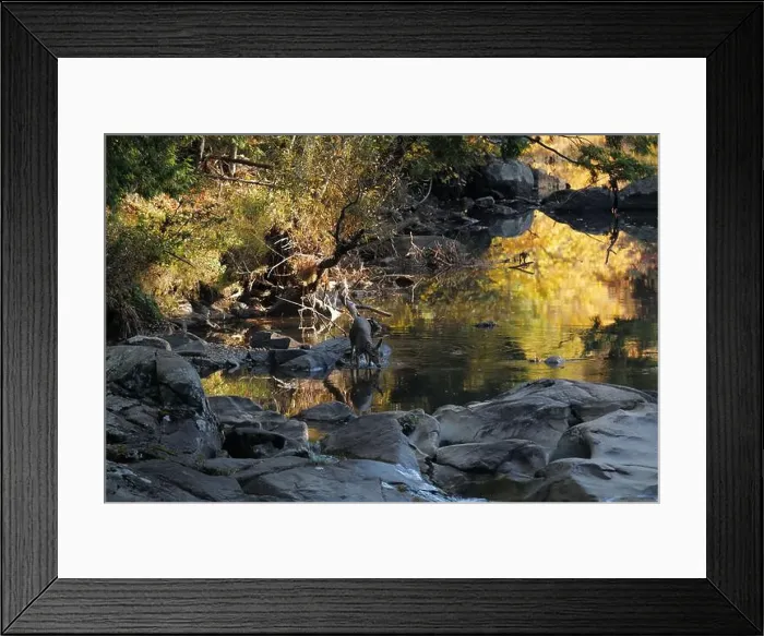 Framed Print : A deer drinking water from a brook in the Adirondacks near Keene Valley Framed Print : A deer drinking water from a brook in the Adirondacks near Keene Valley