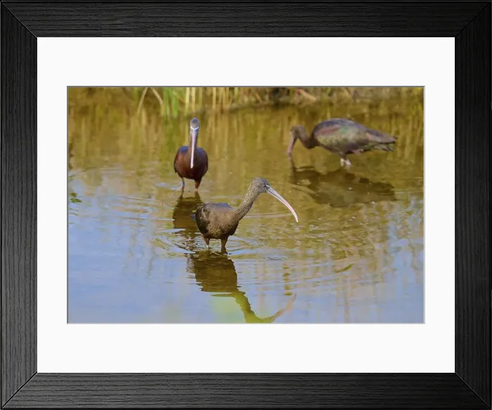 Framed Print : Three Glossy ibis (Plegadis falcinellus) Framed Print : Three Glossy ibis (Plegadis falcinellus)