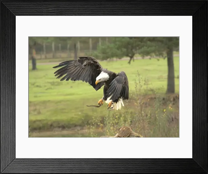 Framed Print : Majestic American Bald Eagle Portrait in the Wild