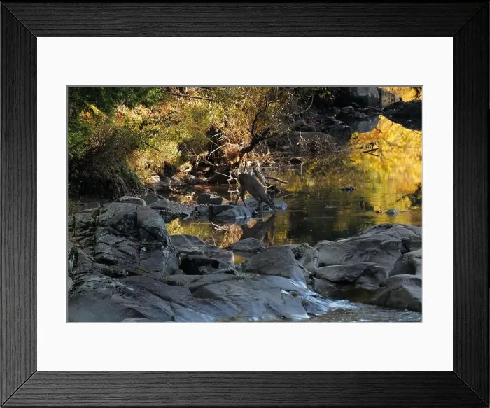 Framed Print : A deer drinking water from a brook in the Adirondacks near Keene Valley Framed Print : A deer drinking water from a brook in the Adirondacks near Keene Valley