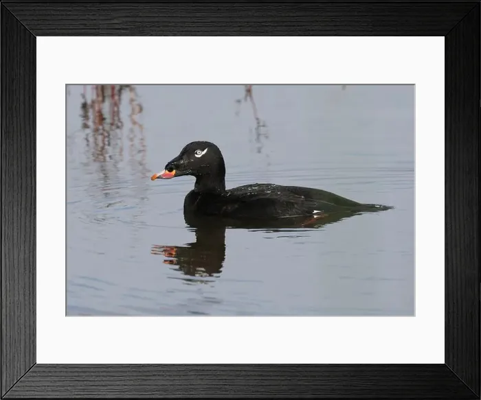 Framed Print : Adult male White-winged Scoter (Melanitta deglandi) on water Framed Print : Adult male White-winged Scoter (Melanitta deglandi) on water