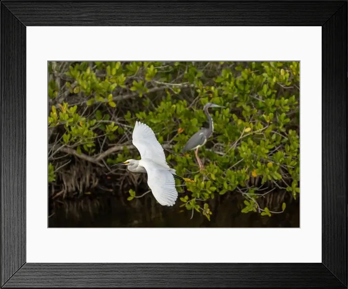 Framed Print : Snowy Egret, Great Blue Heron, Merritt Island, Florida Framed Print : Snowy Egret, Great Blue Heron, Merritt Island, Florida
