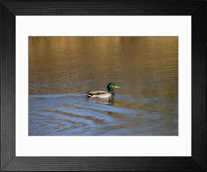 Framed Print : A pair of Mallard ducks feeding in a small pond in southwestern Wisconsin in late October Framed Print : A pair of Mallard ducks feeding in a small pond in southwestern Wisconsin in late October