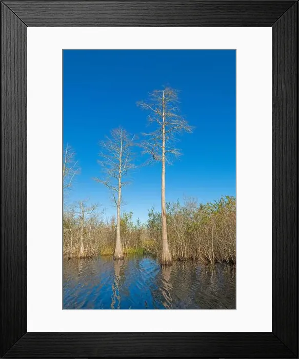 Framed Print : Bald Cyress Against a Blue Sky in the Okefenokee National Wildlife Refuge in Georgia Framed Print : Bald Cyress Against a Blue Sky in the Okefenokee National Wildlife Refuge in Georgia
