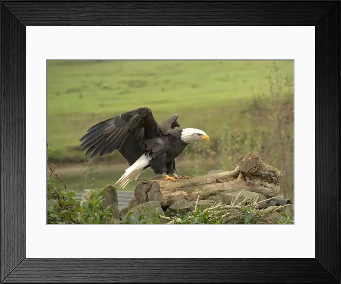Framed Print : Majestic American Bald Eagle Portrait in the Wild Framed Print : Majestic American Bald Eagle Portrait in the Wild
