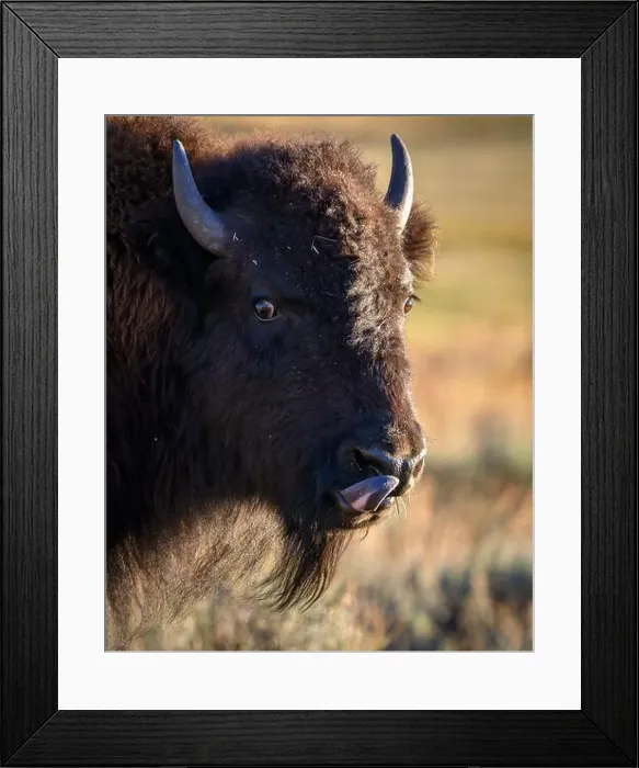 Framed Print : Young bison licking his lips; Yellowstone National Park, Wyoming Framed Print : Young bison licking his lips; Yellowstone National Park, Wyoming
