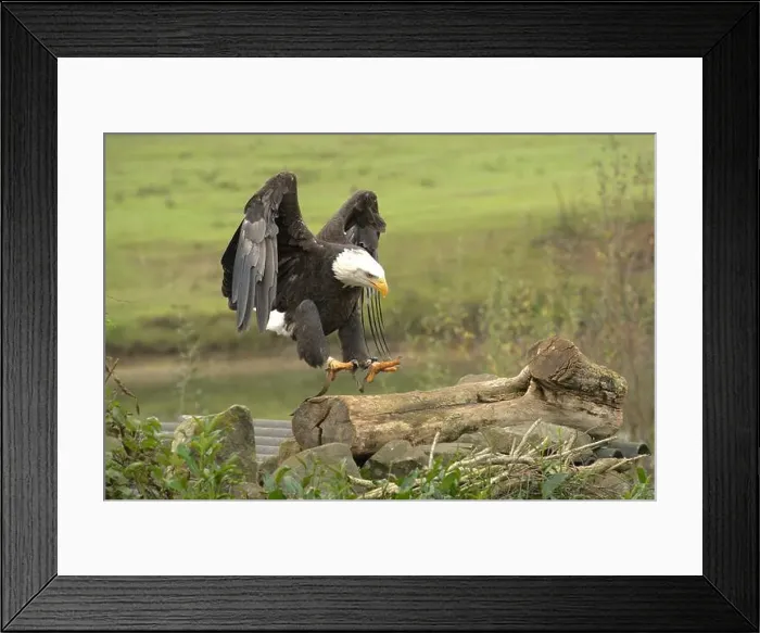 Framed Print : Majestic American Bald Eagle Portrait in the Wild Framed Print : Majestic American Bald Eagle Portrait in the Wild