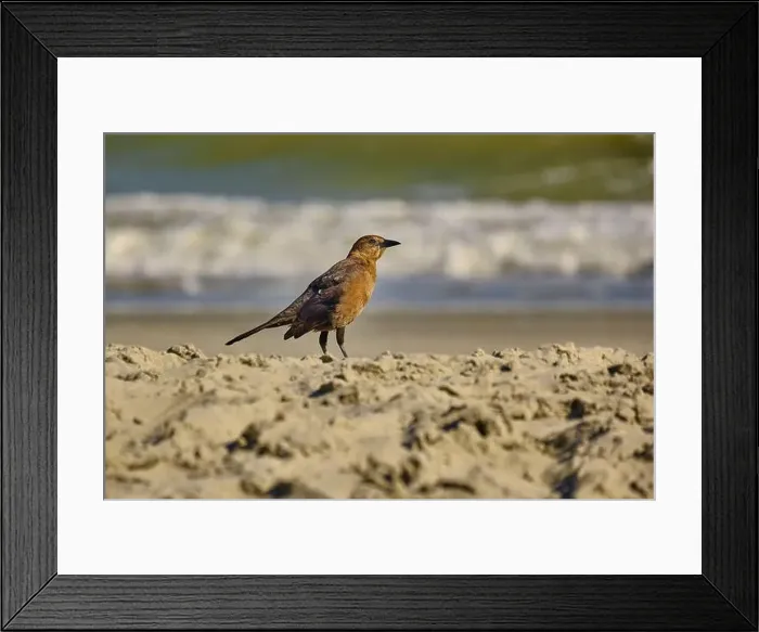 Framed Print : A female boat tailed grackle on the beach in Myrtle Beach South Carolina USA Framed Print : A female boat tailed grackle on the beach in Myrtle Beach South Carolina USA