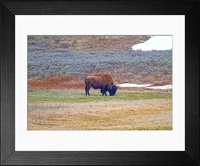 Framed Print : Bison Grazing in the Hayden Valley in Yellowstone National Park in Wyoming Framed Print : Bison Grazing in the Hayden Valley in Yellowstone National Park in Wyoming