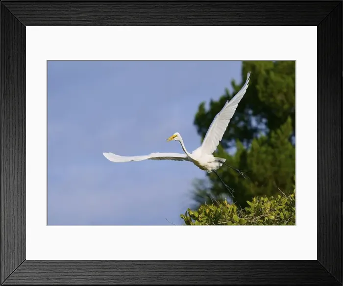 Framed Print : Great Egret (Egretta alba), flying over green trees against the blue sky Framed Print : Great Egret (Egretta alba), flying over green trees against the blue sky